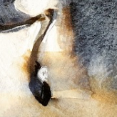 cavallo